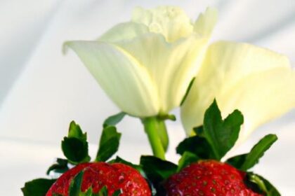 Sweet Surprise: Your Guide to Chocolate Covered Strawberries Delivery